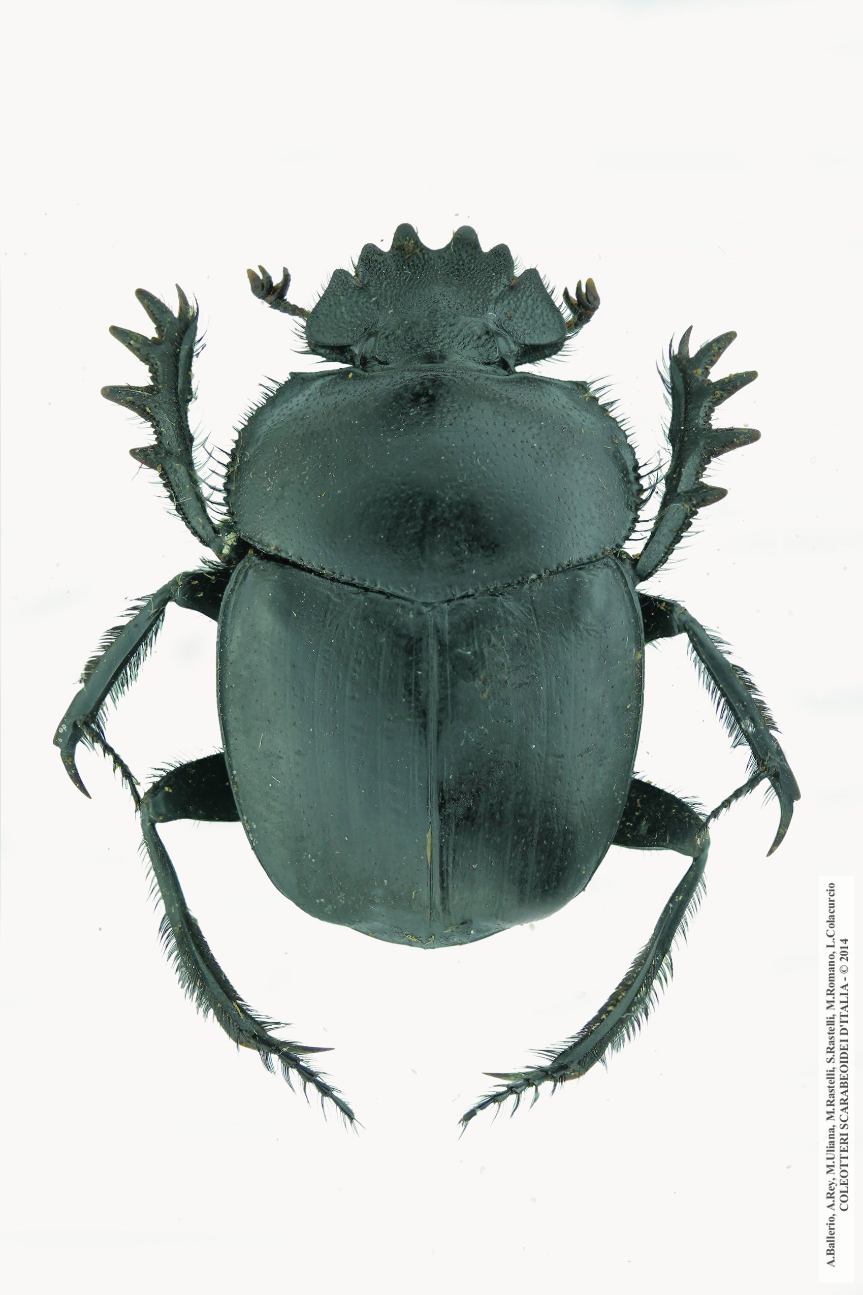 Scarabaeus pius